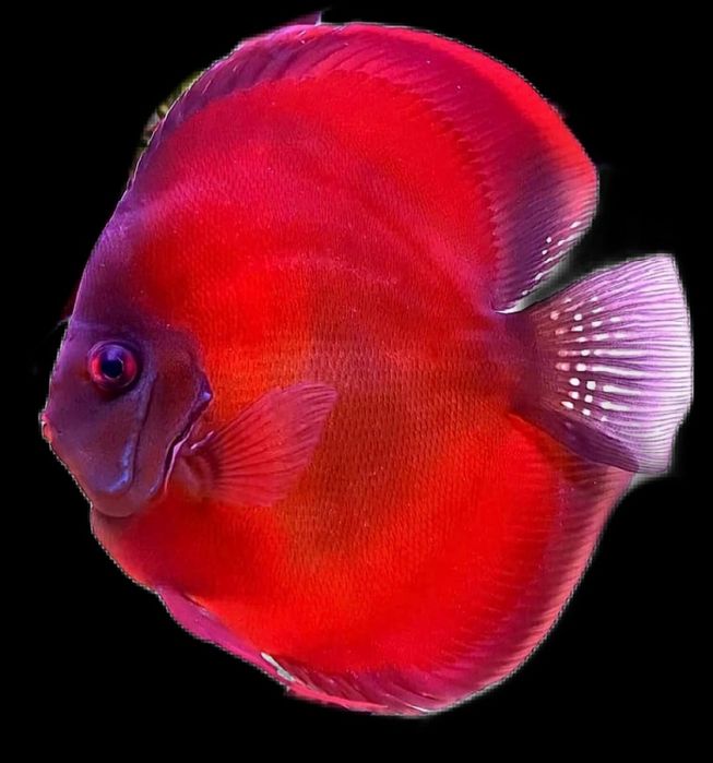 100грамм Tetra Тетра Discus Дискус Корм в большем ассортименте