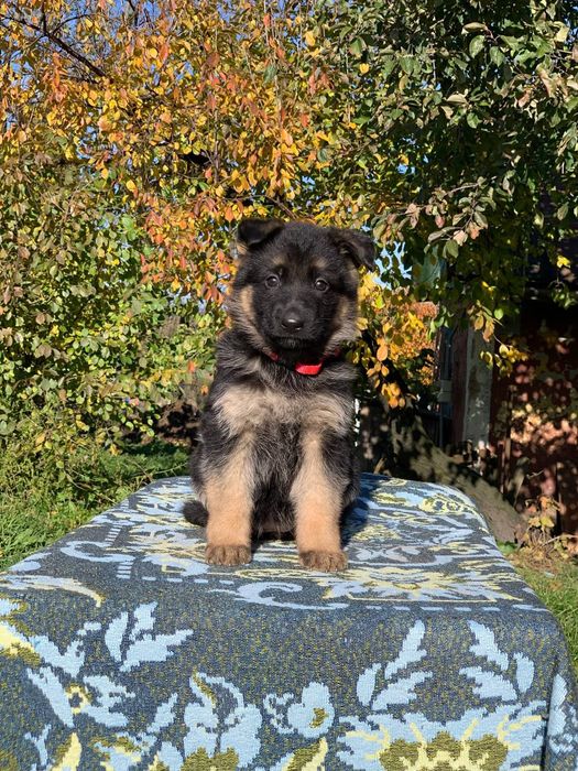 Можливо,то ваша мрія?