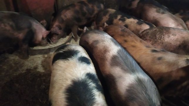 Продам свиней жывим весом или частями