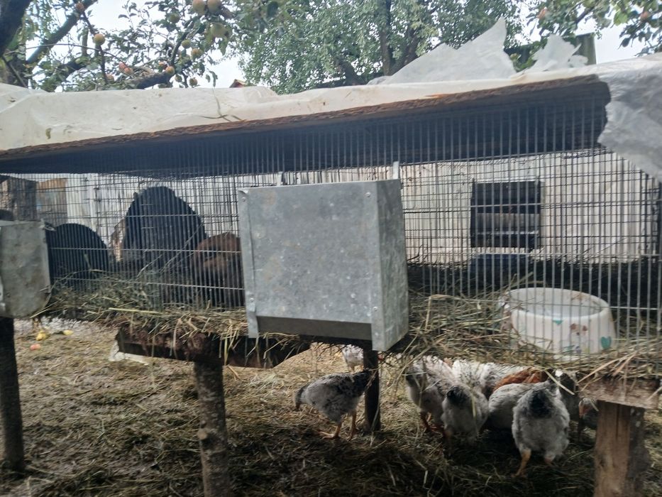 Продам клетки самовивіз