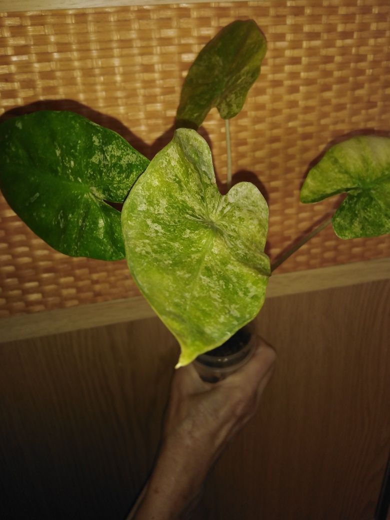 Продамі алоказія Macrorrhiza Mint Variegated