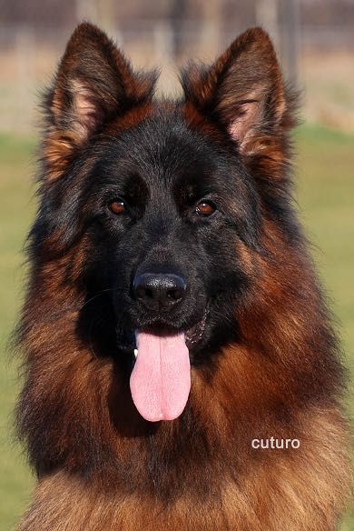 Owczarek Niemiecki Długowłosy ZKwP / FCI Owczarki Niemieckie RODOWÓD