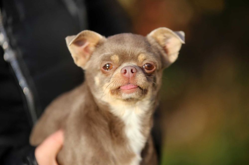 Piekna suczka chihuahua krotkowlosa niebieska podpalana  zkwp fci