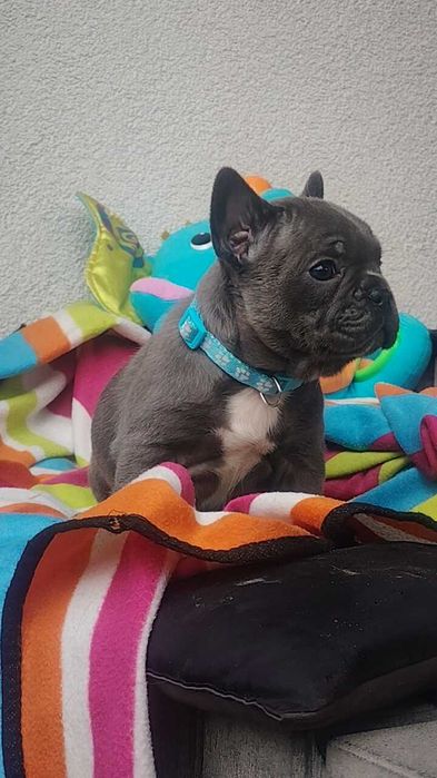 JUŻ do ODBIORU Buldog francuski BLUE niebieski szczeniak pies piesek