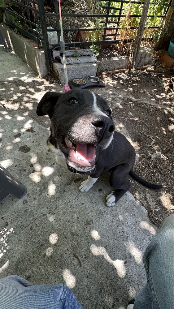 Pet sitter/ Dog walker