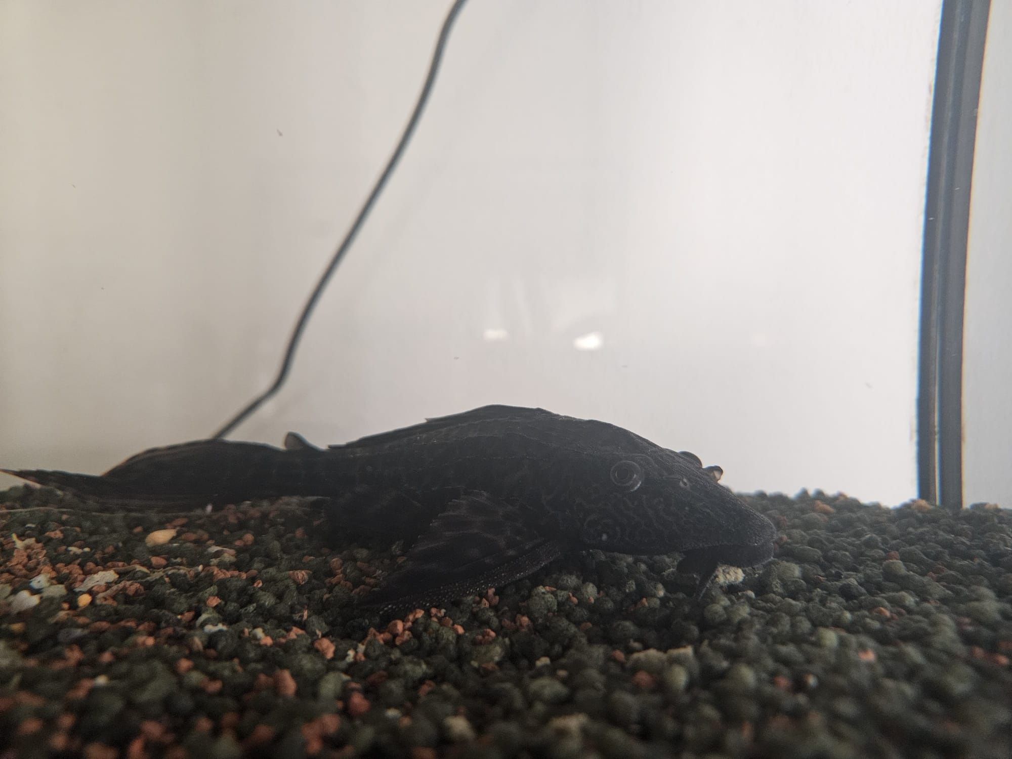Peixe Plecostomus