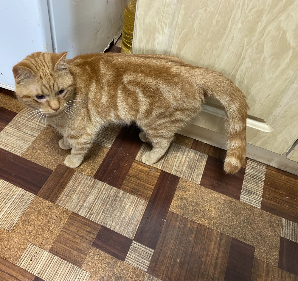 Тигровый котик в хорошие руки!