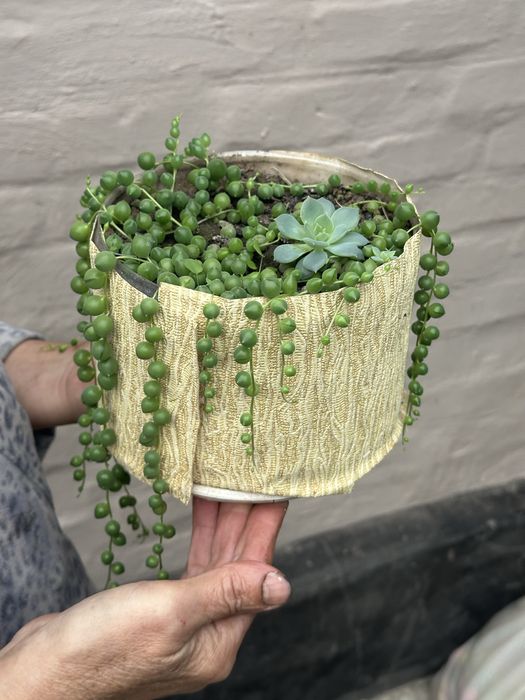 Вазон, крестовник, хрестовик Роули