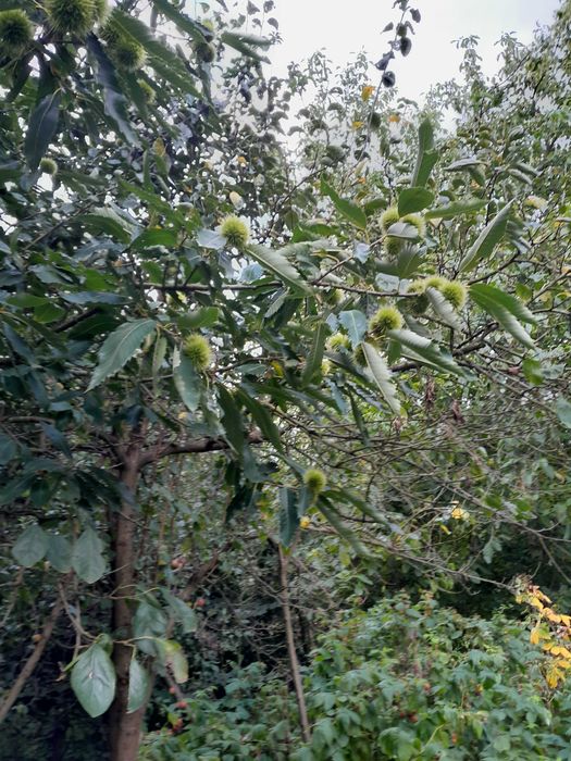 Kasztan  jadalny drzewo 6m wysokie ,piękne owoce