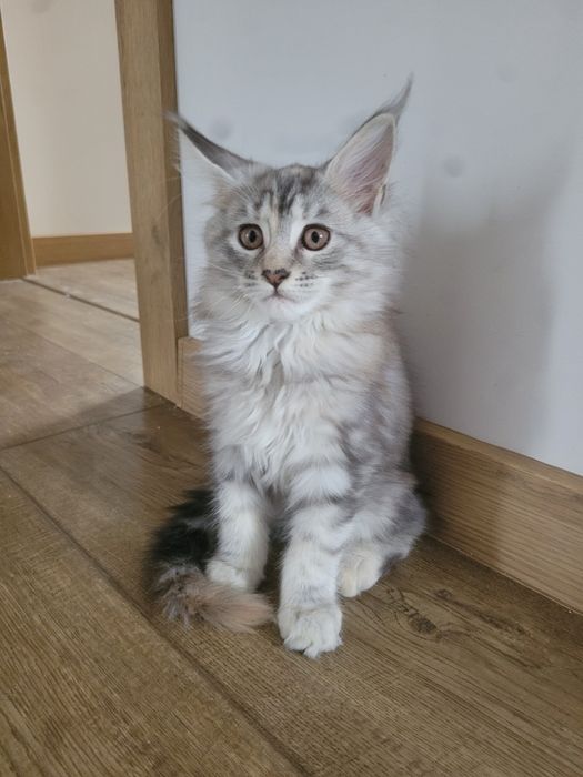 Kotka ETNA srebrna szylkretka Maine Coon