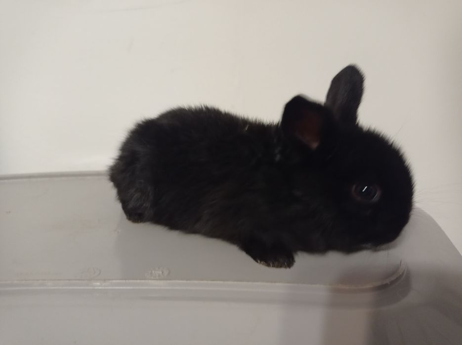 Króliki miniaturki karzełki Teddy