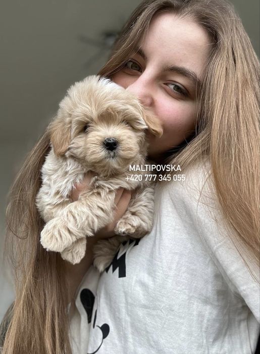 Мальтипу ф1 девочка в Caramel Colour | IN PRAGUE