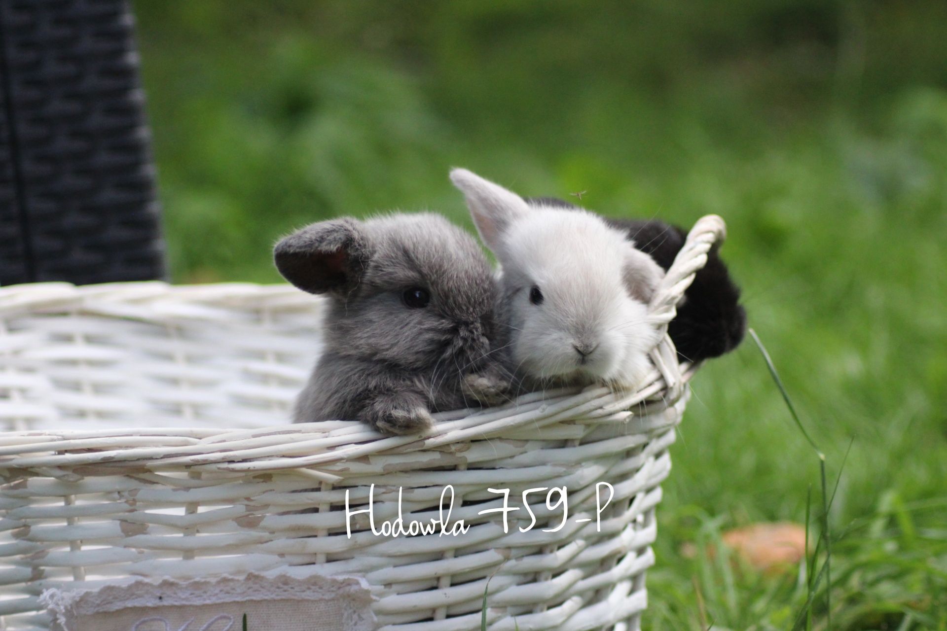 Mini lop króliki miniaturowe karzełki metryka microchip hodowla