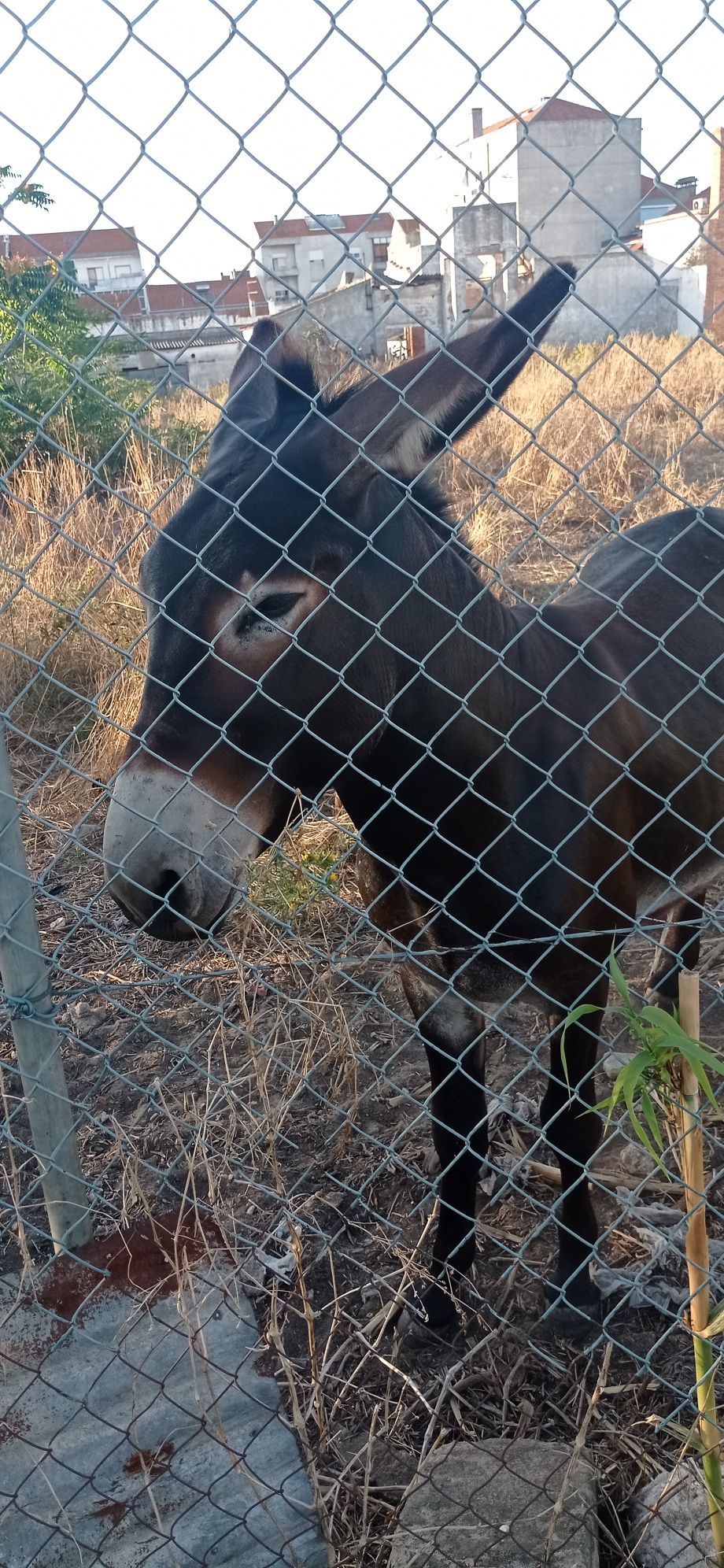 Burro com 3 anos