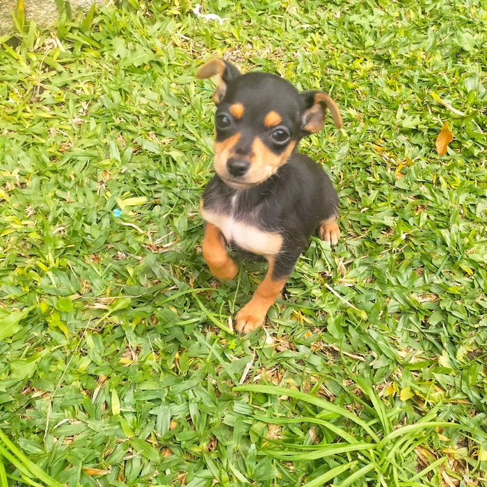 Pinscher fêmea última