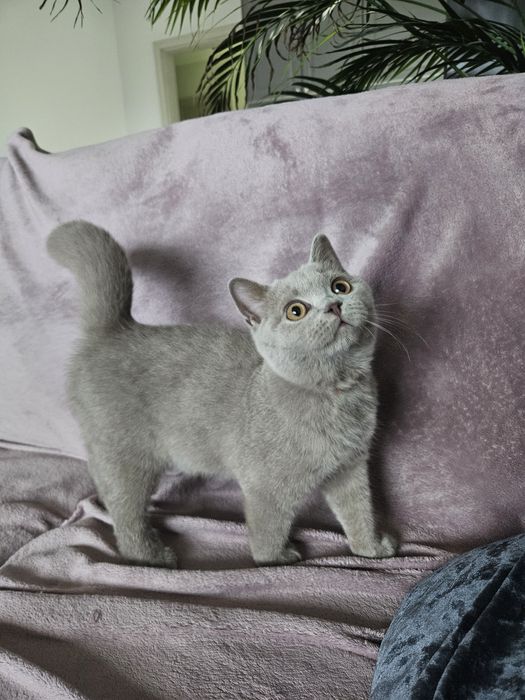 Kot brytyjski krótkowłosy