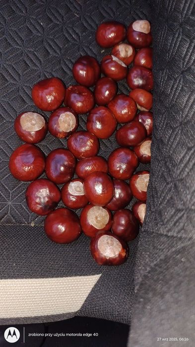 Kasztany tegoroczne cena za 1kg