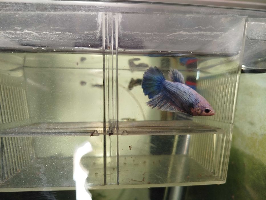Bettas fêmeas para venda