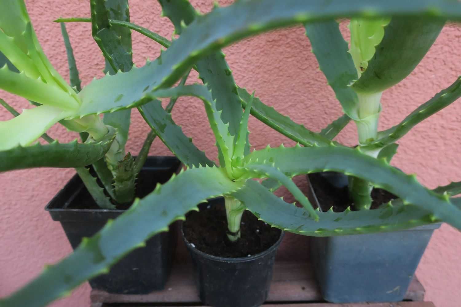 Aloes Drzewiasty leczniczy Aloe Arborescens