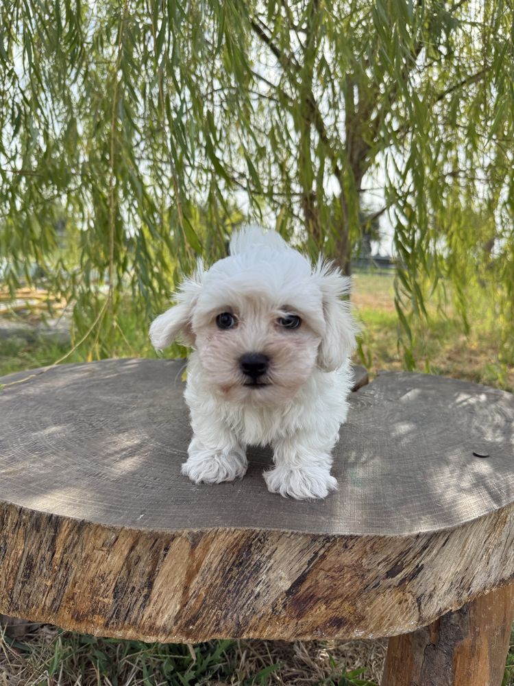 Bichon Maltês fofinho