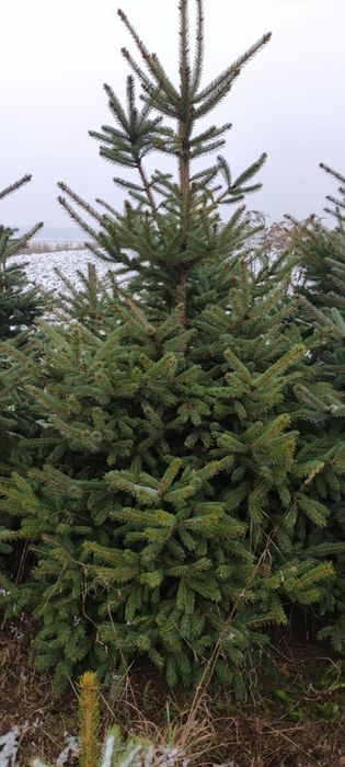 Choinki świerk srebrzysty/kłujący i zwyczajny ekologiczne