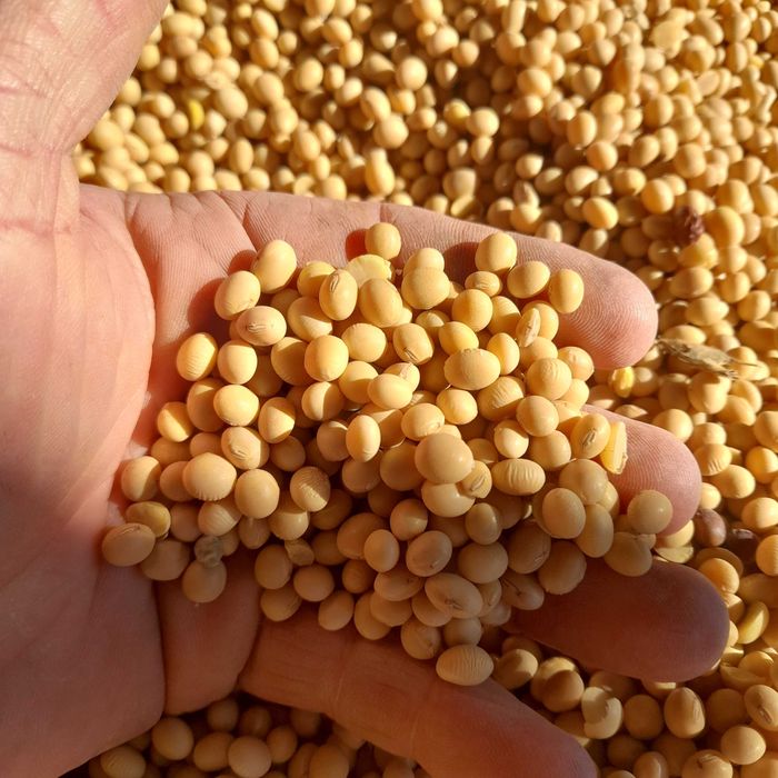 Sprzedam nasiona Soja odmiana Abaca