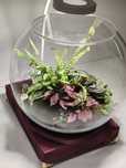 Żywe terrarium w obrotowej kuli