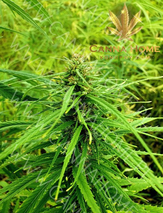 Herbata 50g Cannabis susz z kwiatostanów EXTRA STRONG 5% CBD CBG CBDA