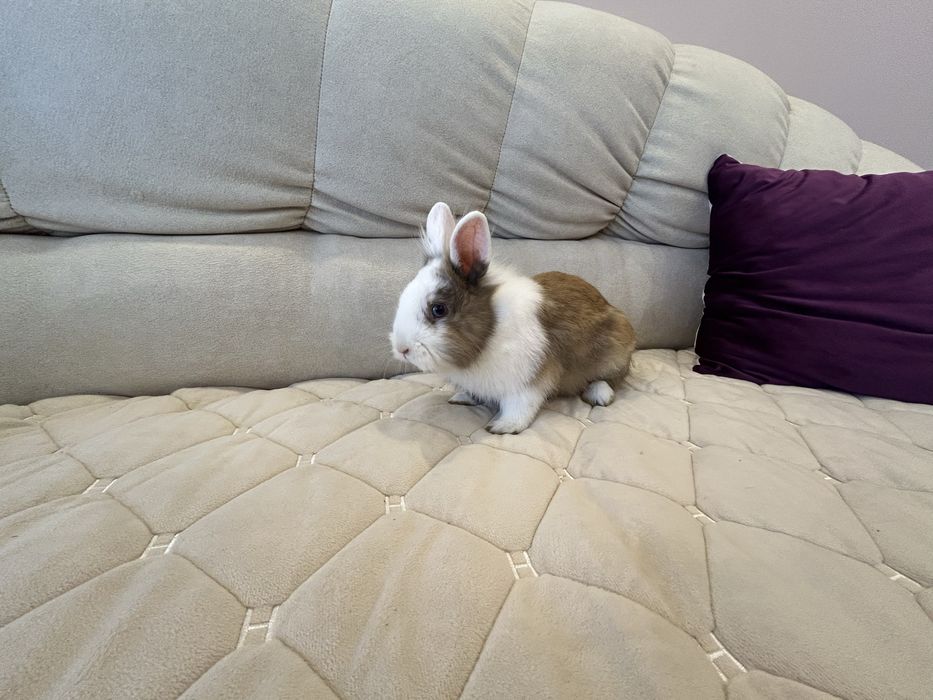 Продам карликового декоративного кролика