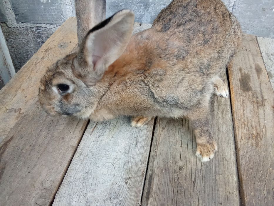 Króliki   samice