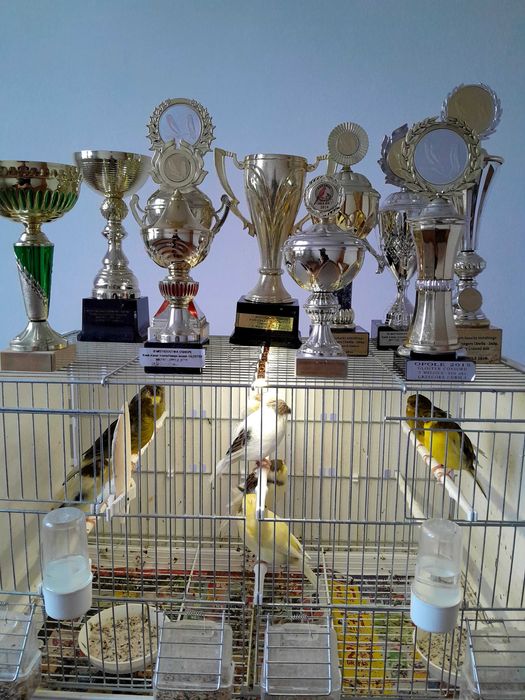 Sprzedam  kanarki glostery,  samce samice  z koroną i bez,  24 r 25 r