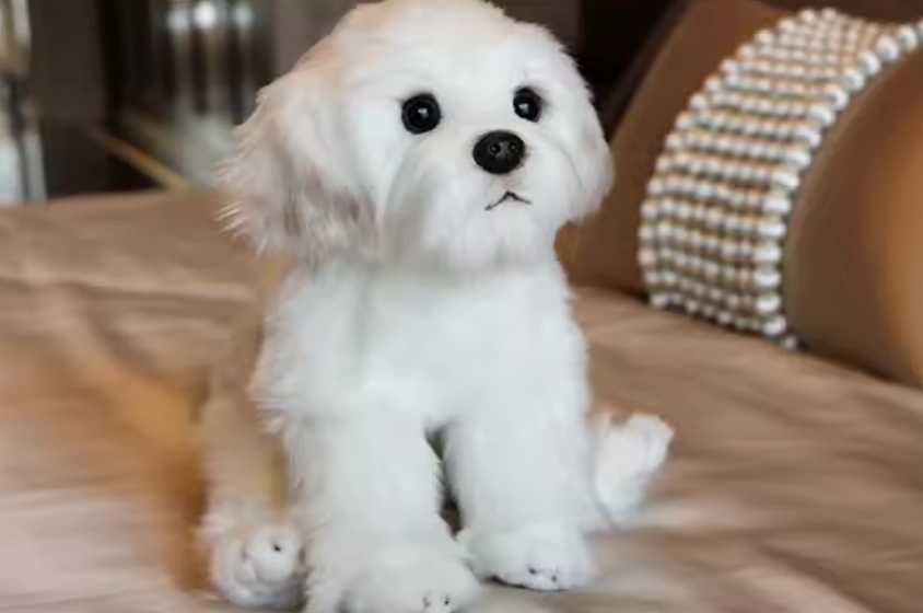 Куклы- Собаки Мальтийские PADDI Мягкие Нано/ Собаки Malzis Puppy Плюш