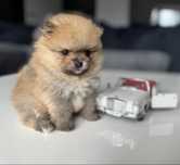 Szpic miniaturowy Pomeranian Bobo