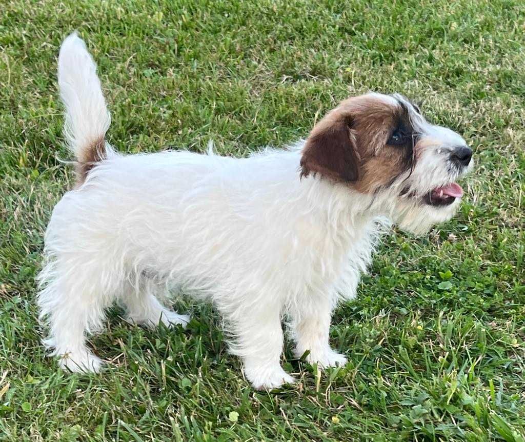 Jack Russell Terrier