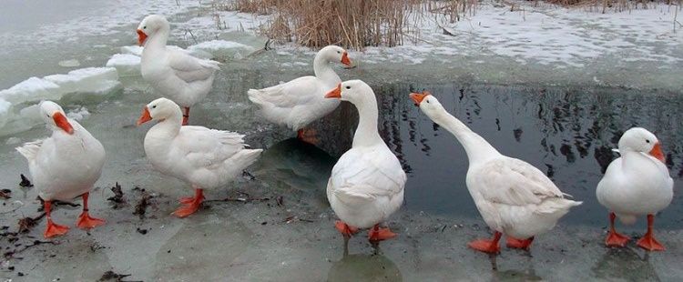 Гусиное  инкубационное яйцо