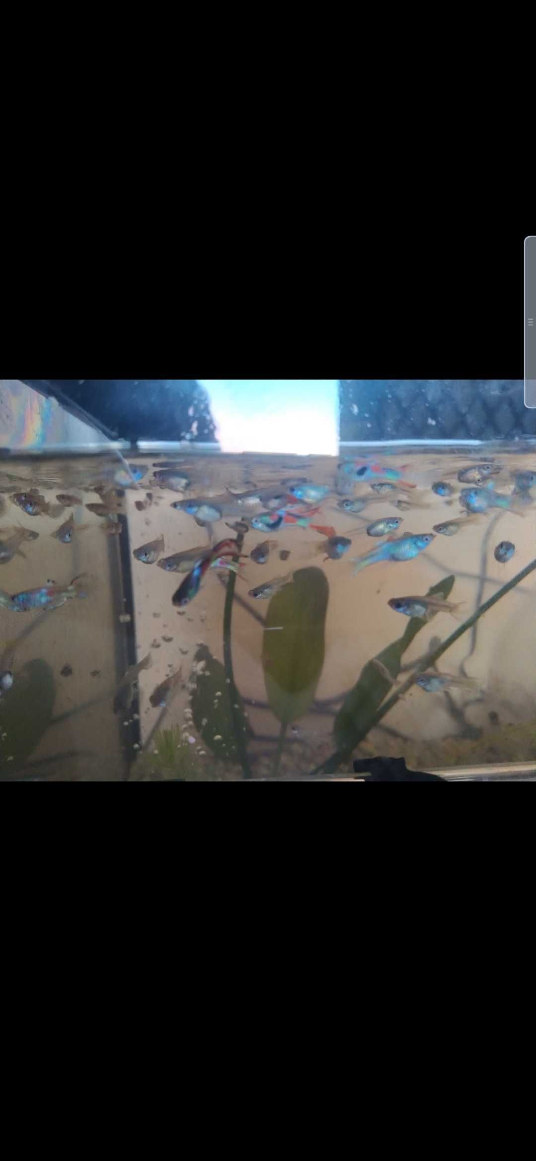 C/ oferta Guppys endler fêmeas prenhas