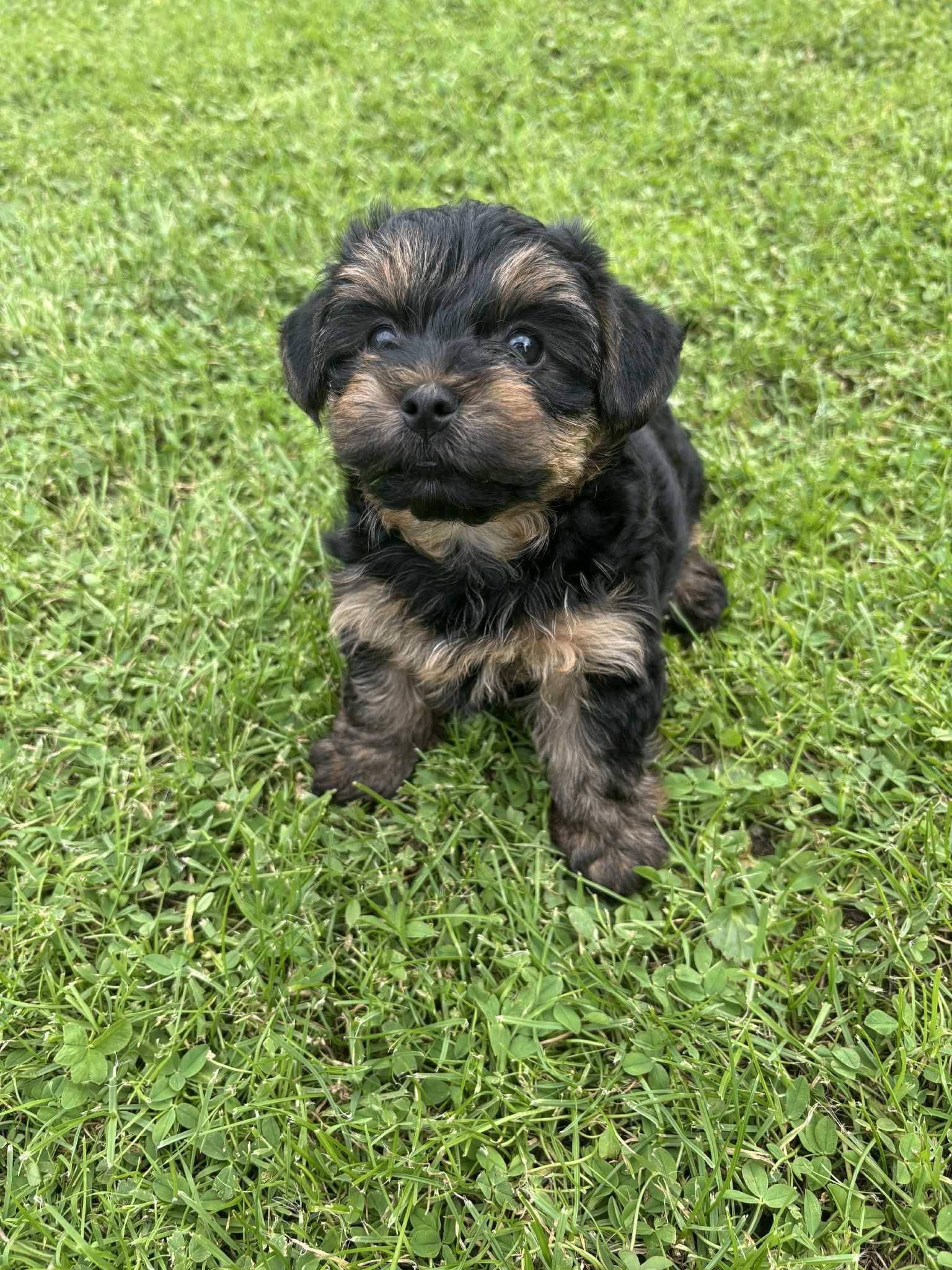 Szczeniak Yorkshire Terrier