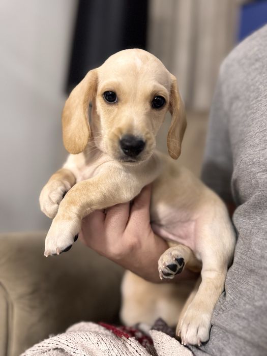 Jamnik kremowy krótkowłosy