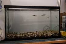 Aquário 10 litros com dois peixes (guppies machos)