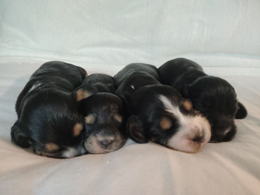 Cocker Spaniel angielski