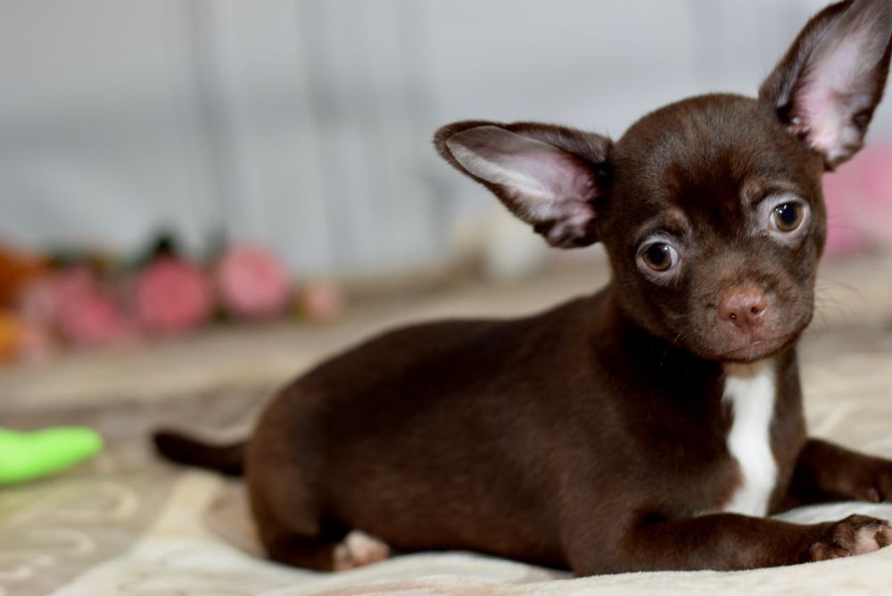 Мальчик чихуахуа