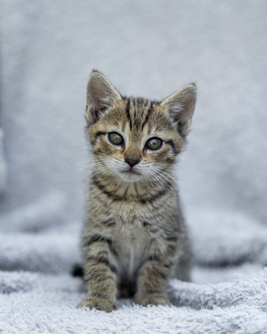 Kotki do adopcji