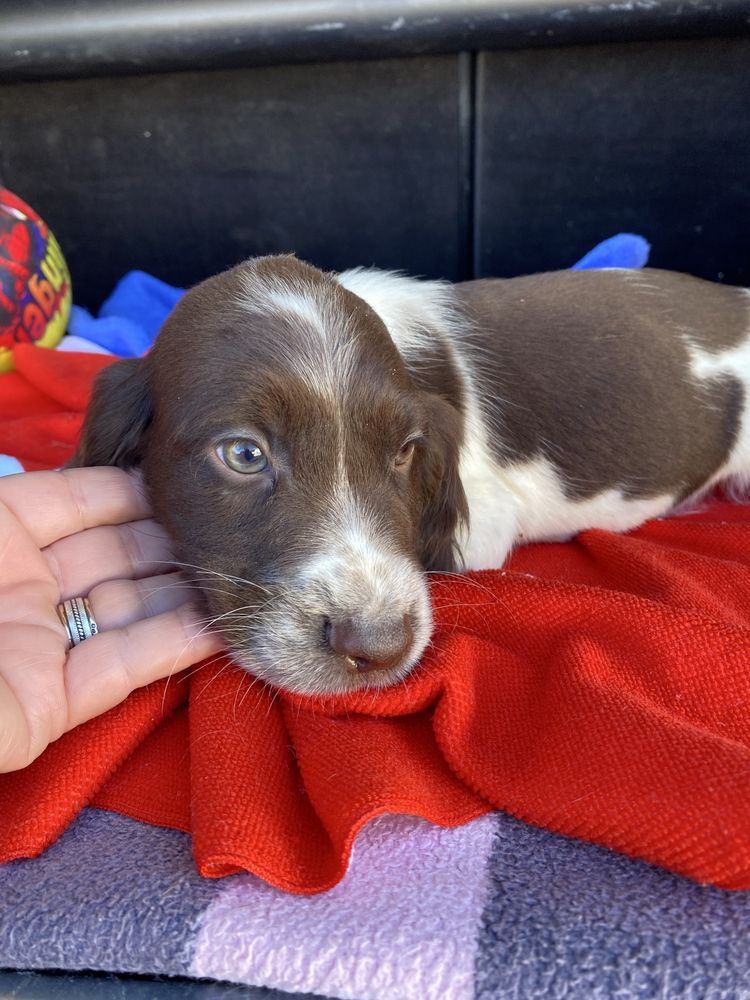 Bebé Springer spaniel linha de trabalho exemplrar