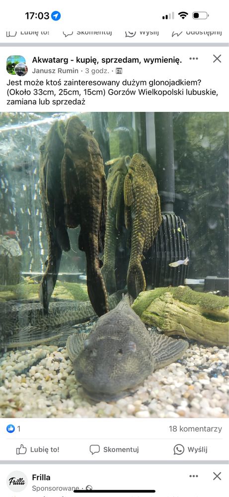 Glonojad albinos/ Hypostomus plecostomus