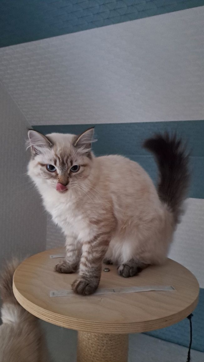 Neva masquerade kot kotka syberyjska
