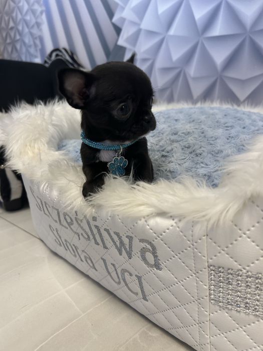 Chihuahua malutki chłopiec po championach Polski .CUDO
