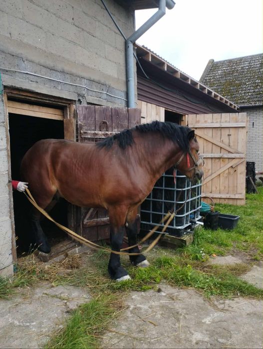 Ogier sokólski dwa i pół roku