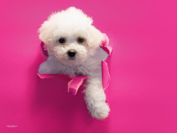 Bichon Frise suczka Związek Kynologiczny w Polsce FCI