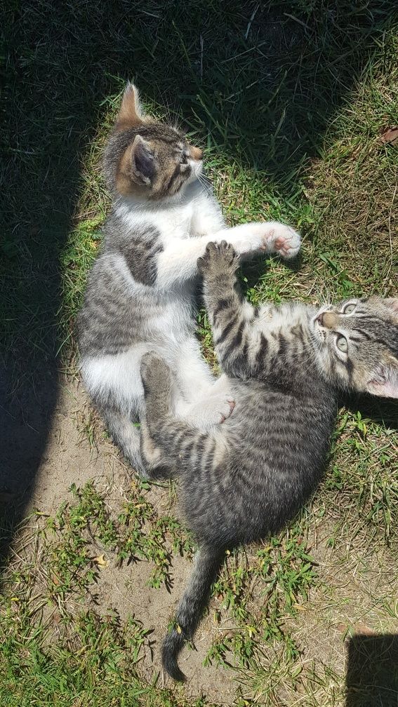 Oddam kotki w dobre ręce