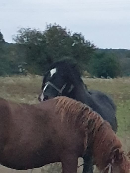 продається кінь жеребець